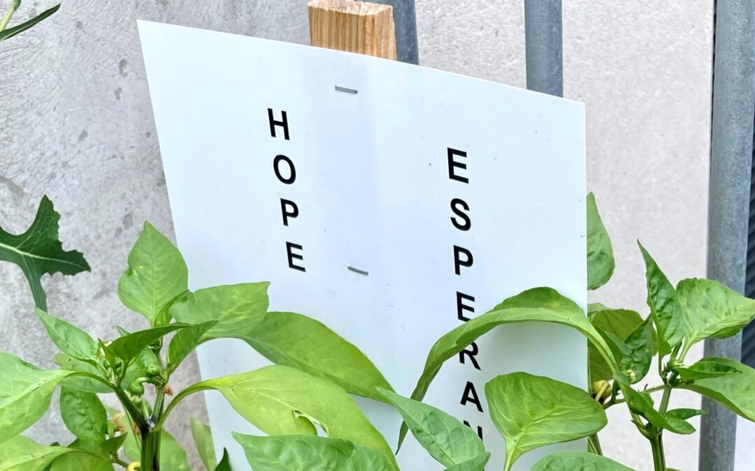 Justice Garden Grows Nourishment and Positivity