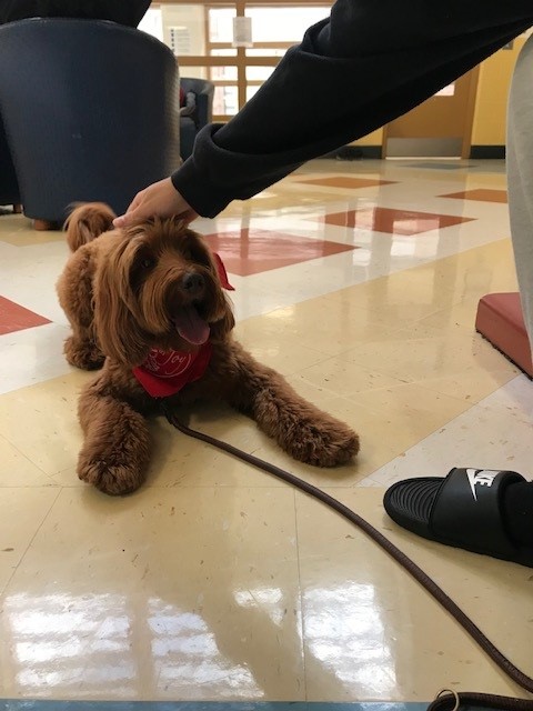 photo-shaggy-dog-being-scratched-by-youth